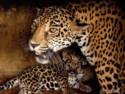 baby Leopard