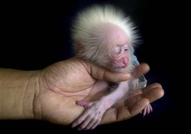 baby Macaque