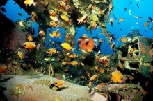 แนวปะการังรถยนต์ใต้ท้องทะเลลึก