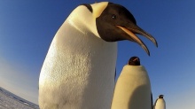 ติดกล้อง แอบส่องชีวิตส่วนตัว เพนกวิน แบบใกล้ๆ