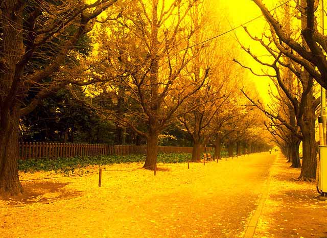 Autumn Scenery ภาพฤดูใบไม้ร่วงสวยๆ