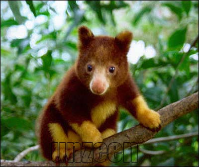 Tree Kangaroos