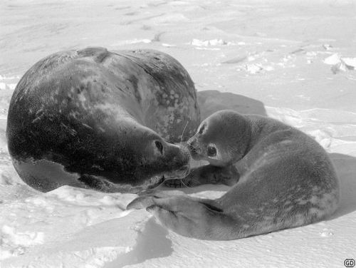 Supernatural Antarctica