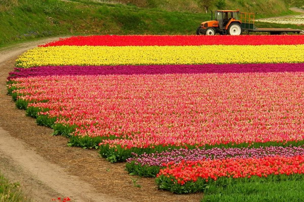 Tulip Way..!!