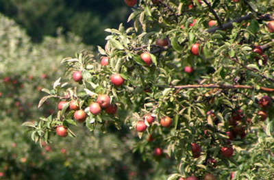 แอปเปิ้ลสดๆจากต้น