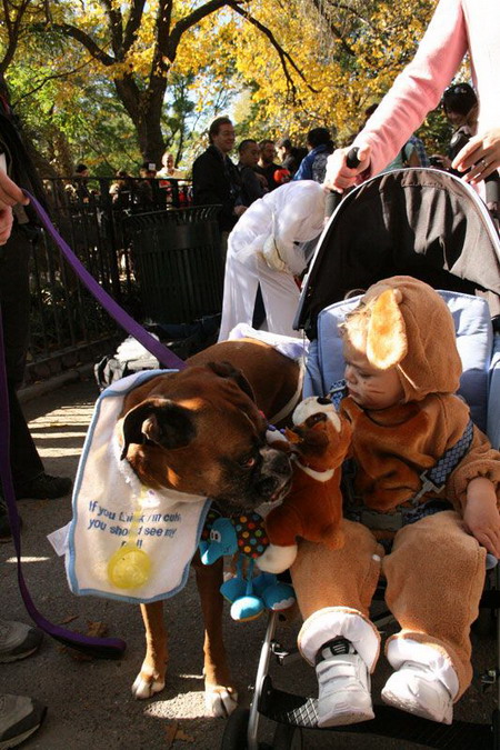 Creative Halloween dog costumes (4)  