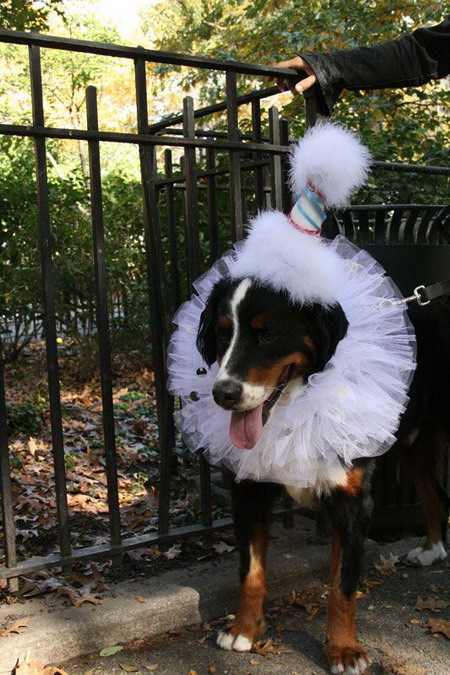 Creative Halloween dog costumes (4)  