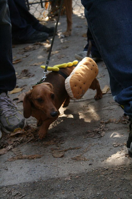 Creative Halloween dog costumes (4)  