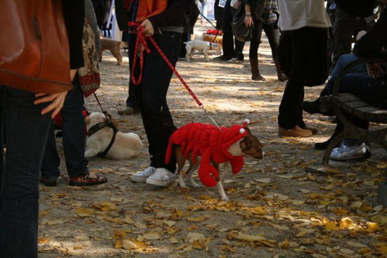 Creative Halloween dog costumes (4)  