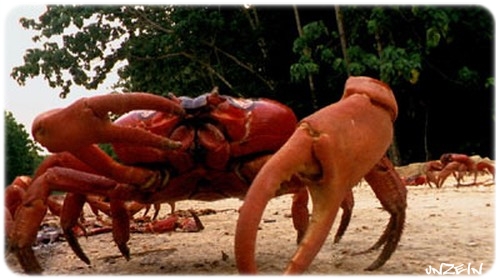 Crab Island เกาะส่วนตัวน้องปู