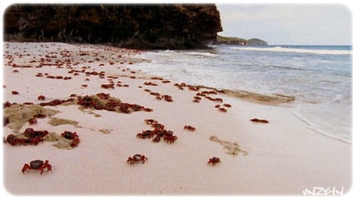 Crab Island เกาะส่วนตัวน้องปู