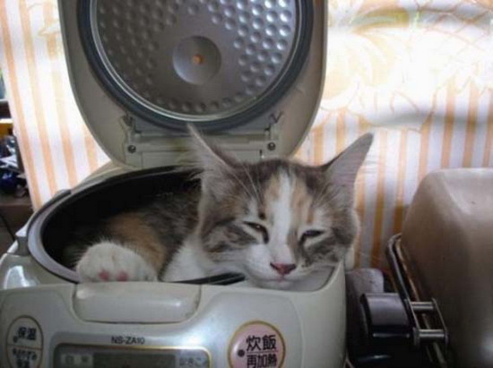 Cats can sleep anywhere