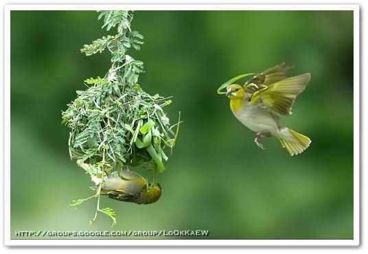 ๏~* Weaver Bird *~๏