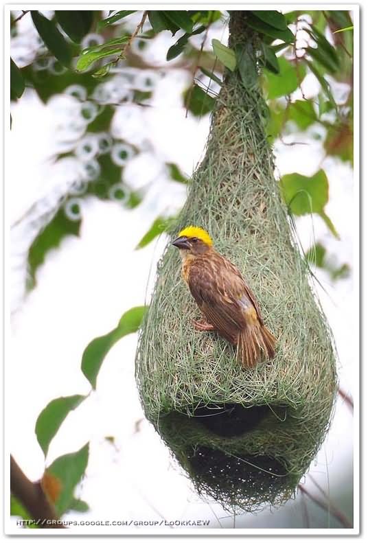 ๏~* Weaver Bird *~๏