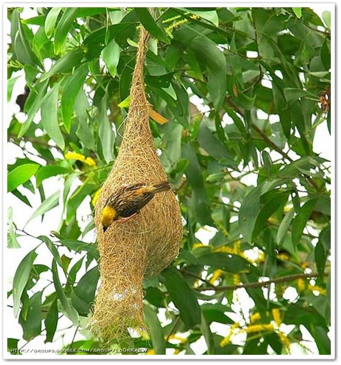 ๏~* Weaver Bird *~๏