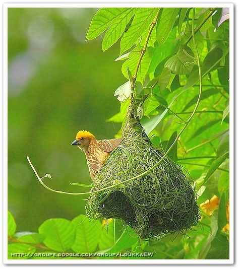 ๏~* Weaver Bird *~๏