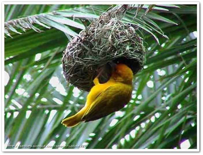 ๏~* Weaver Bird *~๏