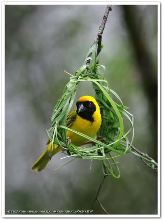 ๏~* Weaver Bird *~๏