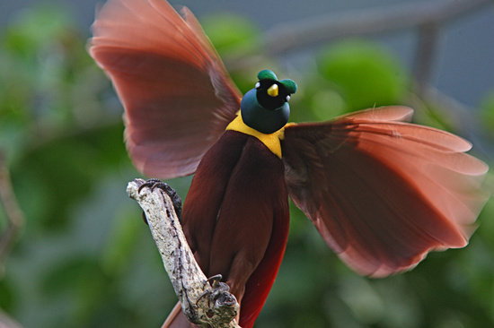 Birds of Paradise ~ Papua New Guinea forests ~