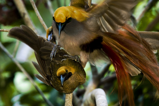 Birds of Paradise ~ Papua New Guinea forests ~