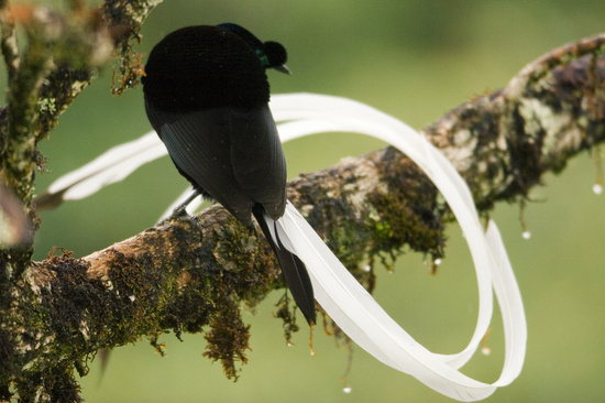 Birds of Paradise ~ Papua New Guinea forests ~