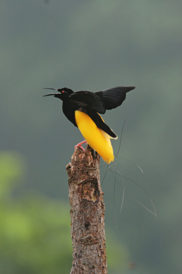 Birds of Paradise ~ Papua New Guinea forests ~