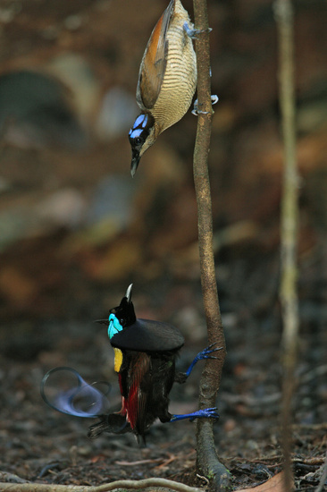 Birds of Paradise ~ Papua New Guinea forests ~