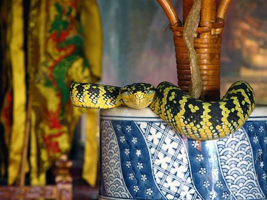 Snake Temple วัดงูที่มาเลเซีย