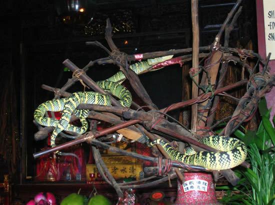 Snake Temple วัดงูที่มาเลเซีย