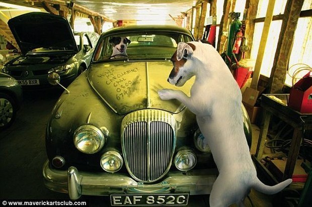 สนใจซ่อมรถ กับ ผม มั้ยคร้าบบ..มะหมา เซอร์วิส