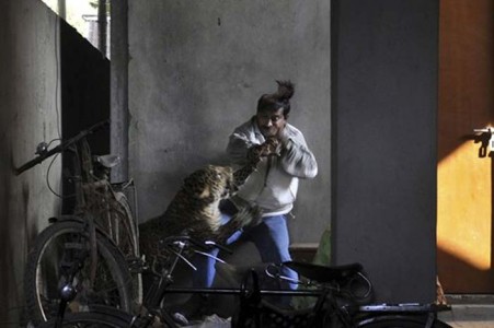 ภาพนาทีระทึก!! เสือดาวพลัดหลงจากป่า เข้าขย้ำคนในอินเดีย