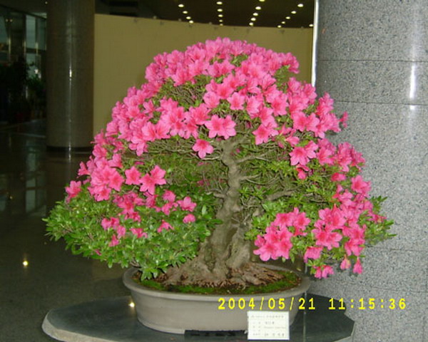 ต้นไม้สวยๆดอกเต็มต้น ( 2 )