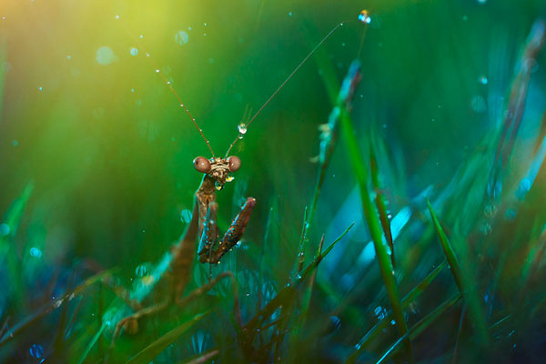 รูปภาพ โลกของแมลง โลกใบเล็กที่แสนสวยงาม น่ามหัศจรรย์ 