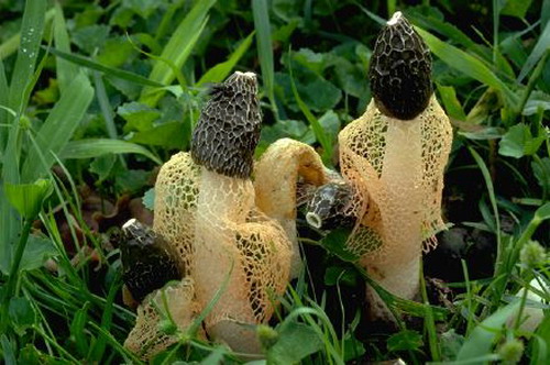 เห็ดร่างแห (Dictyophora indusiata) 