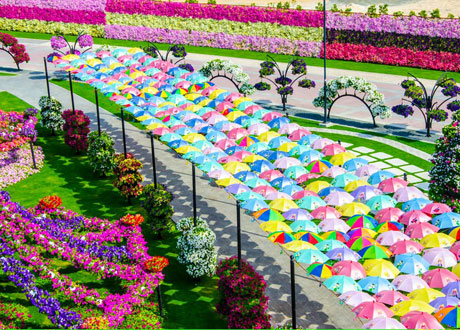 Miracle Garden สวนดอกไม้ใหญ่ที่สุดในโลก