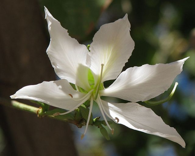 ชงโค (Orchid tree)