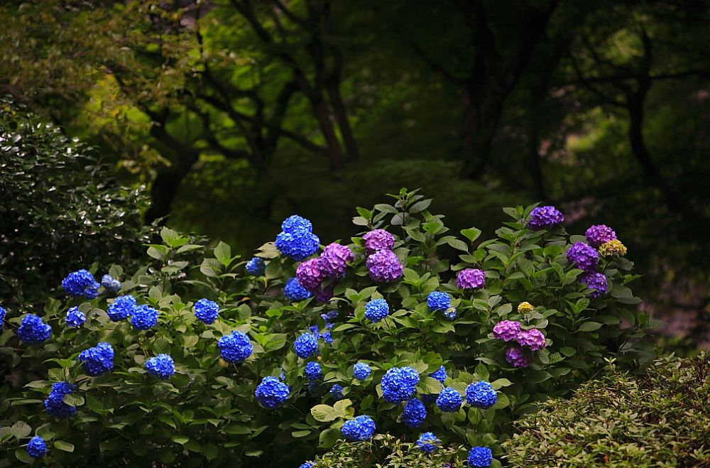 สวนดอก Hydrangea