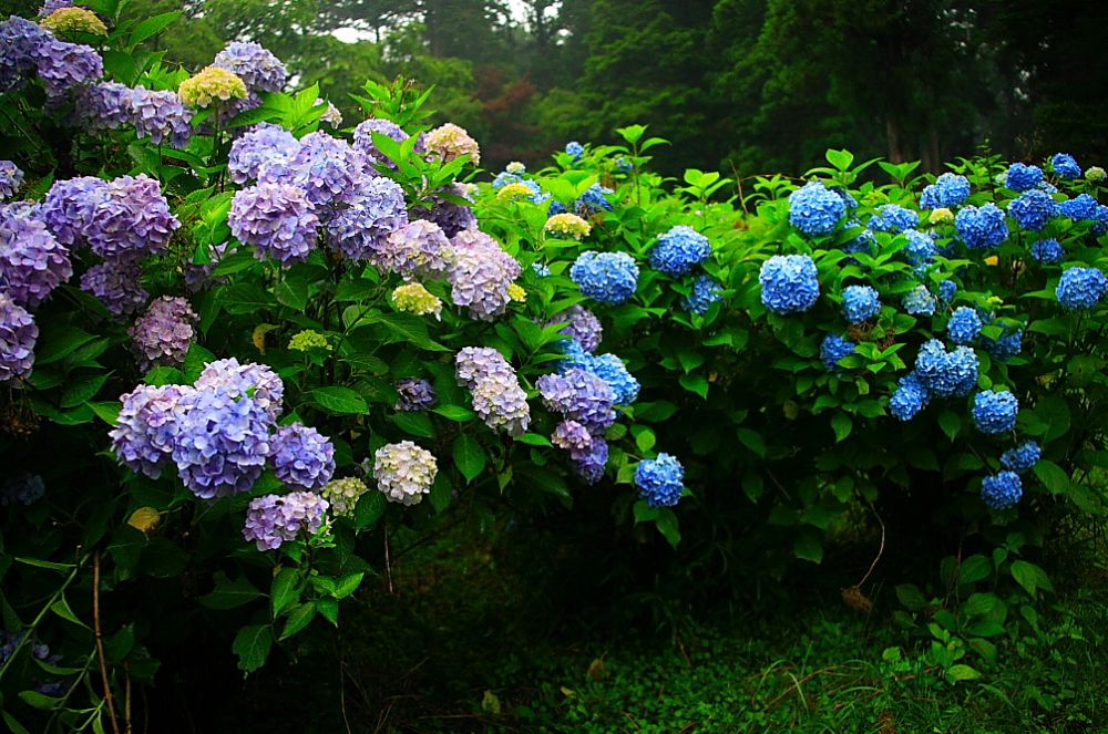 สวนดอก Hydrangea