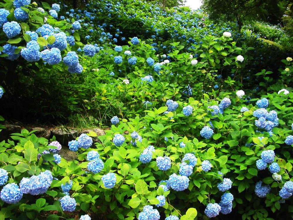 สวนดอก Hydrangea
