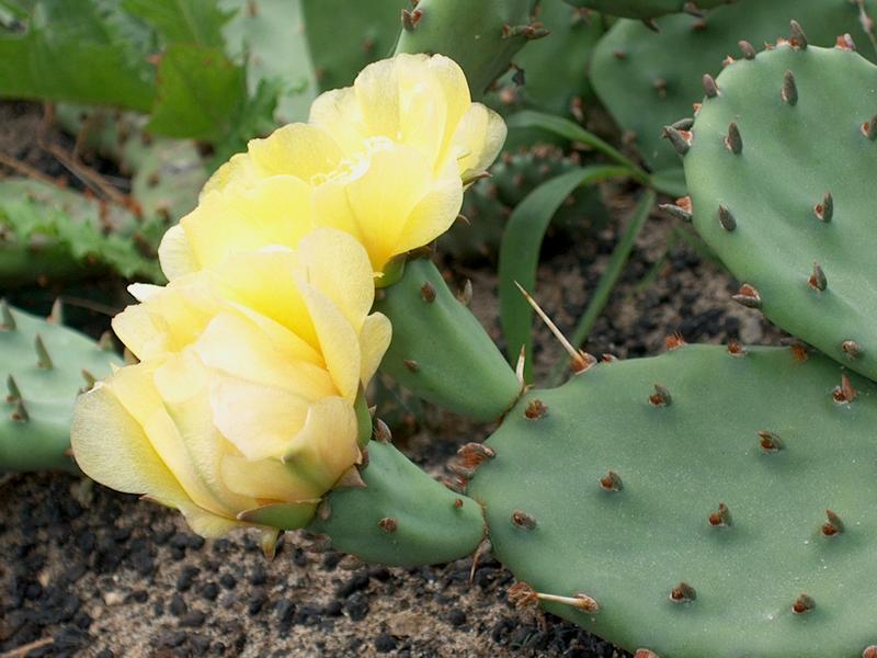 Kaktusz és kaktuszvirágok Phoenixből, Arizonából
