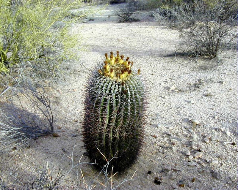 ตะบองเพชร ( Cactus )