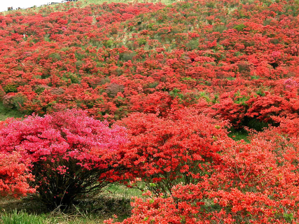 ภูเขาสีแดง....ด้วยดอก Azalea