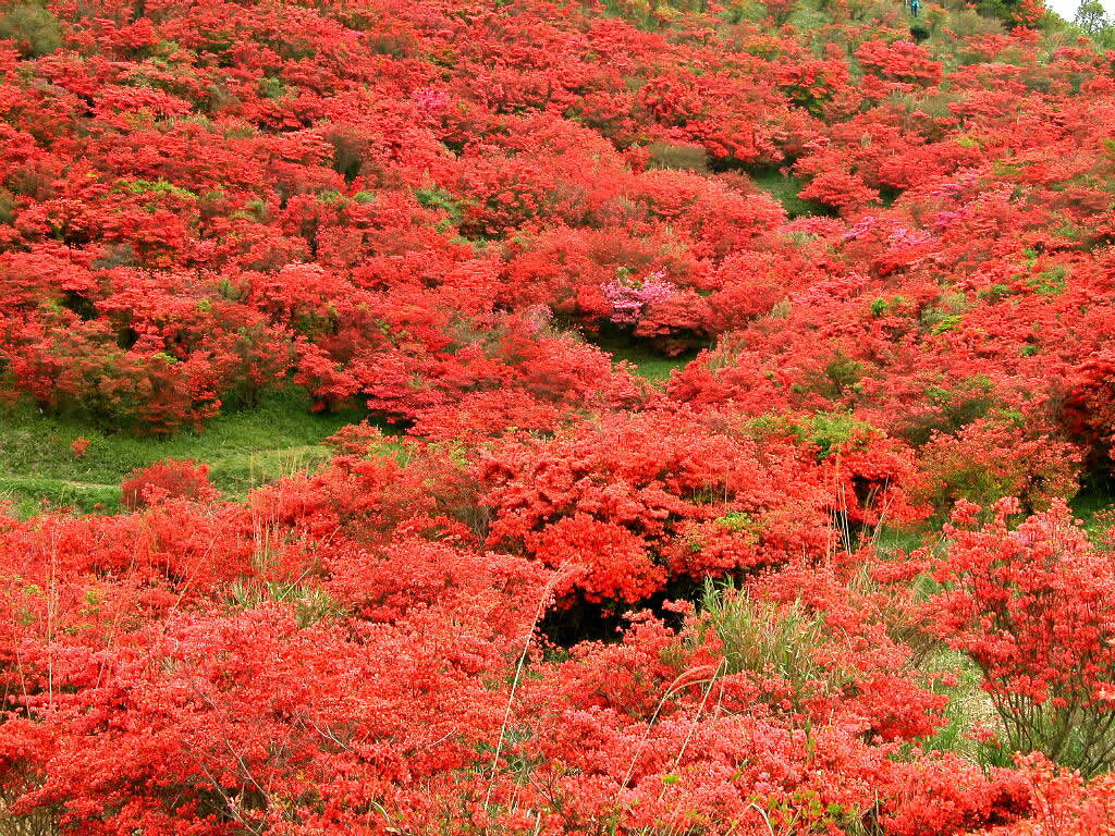 ภูเขาสีแดง....ด้วยดอก Azalea