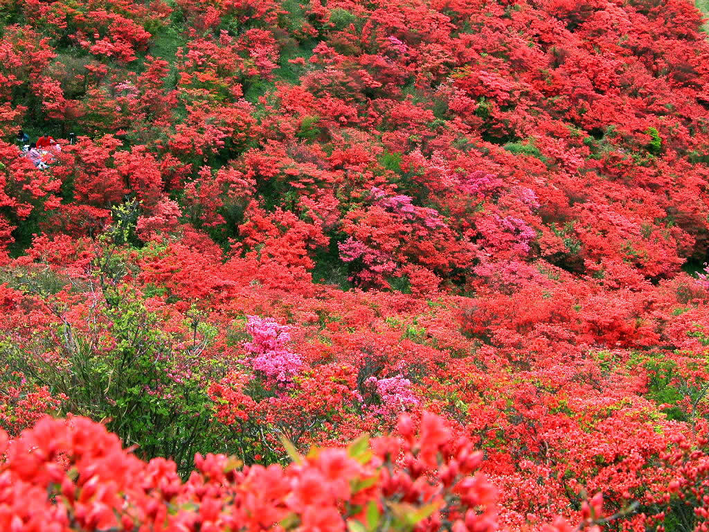 ภูเขาสีแดง....ด้วยดอก Azalea