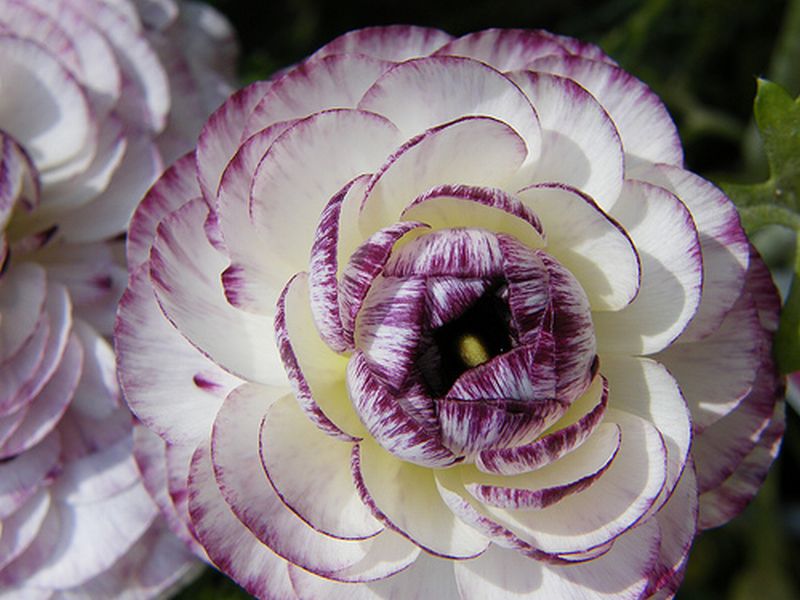 ดอกรานังคูลัส (Ranunculus) Vol.2