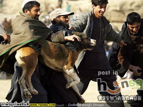 คนรักสัตว์ไม่ปลื้ม...กีฬาสุดโหดในอัฟกานืสถาน 