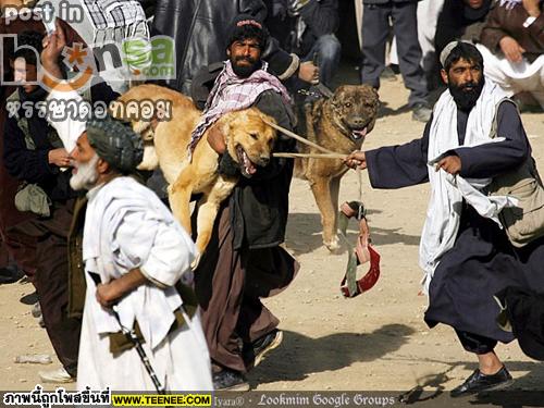 คนรักสัตว์ไม่ปลื้ม...กีฬาสุดโหดในอัฟกานืสถาน 