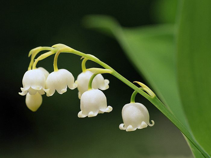 Lily of the valley ความสุขที่หวนคืนมา.•°•.° ღღღ  2