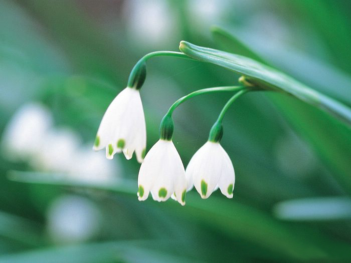 Lily of the valley ความสุขที่หวนคืนมา.•°•.° ღღღ  2