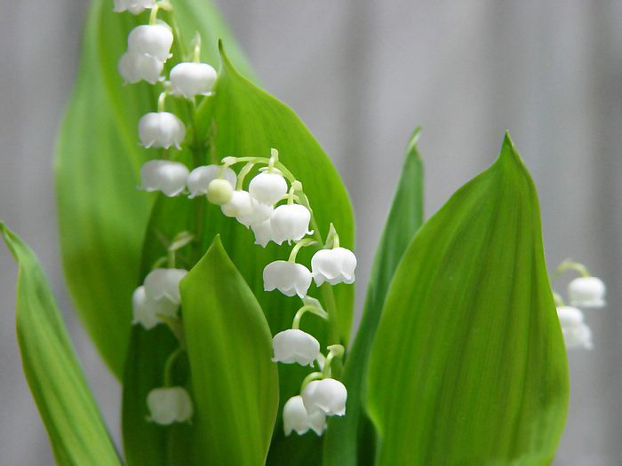 Lily of the valley ความสุขที่หวนคืนมา.•°•.° ღღღ  2